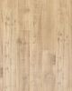 Ellenwood Maple Sapling Maple 7
