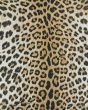 Dolce Amur Leopard New Gold 2'3"x3'11" Area Rug