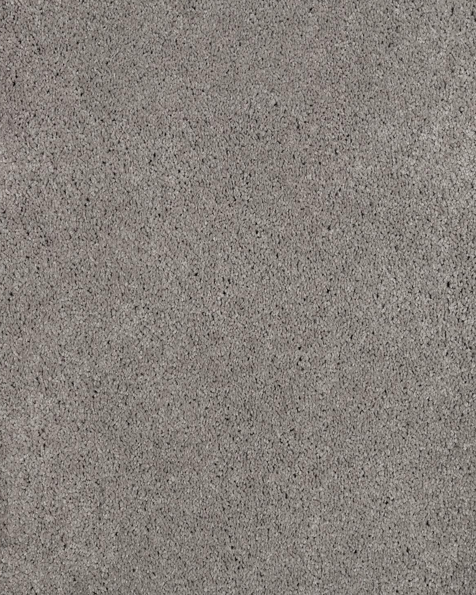 Karastan Impressive Character Homage Carpet Exchange