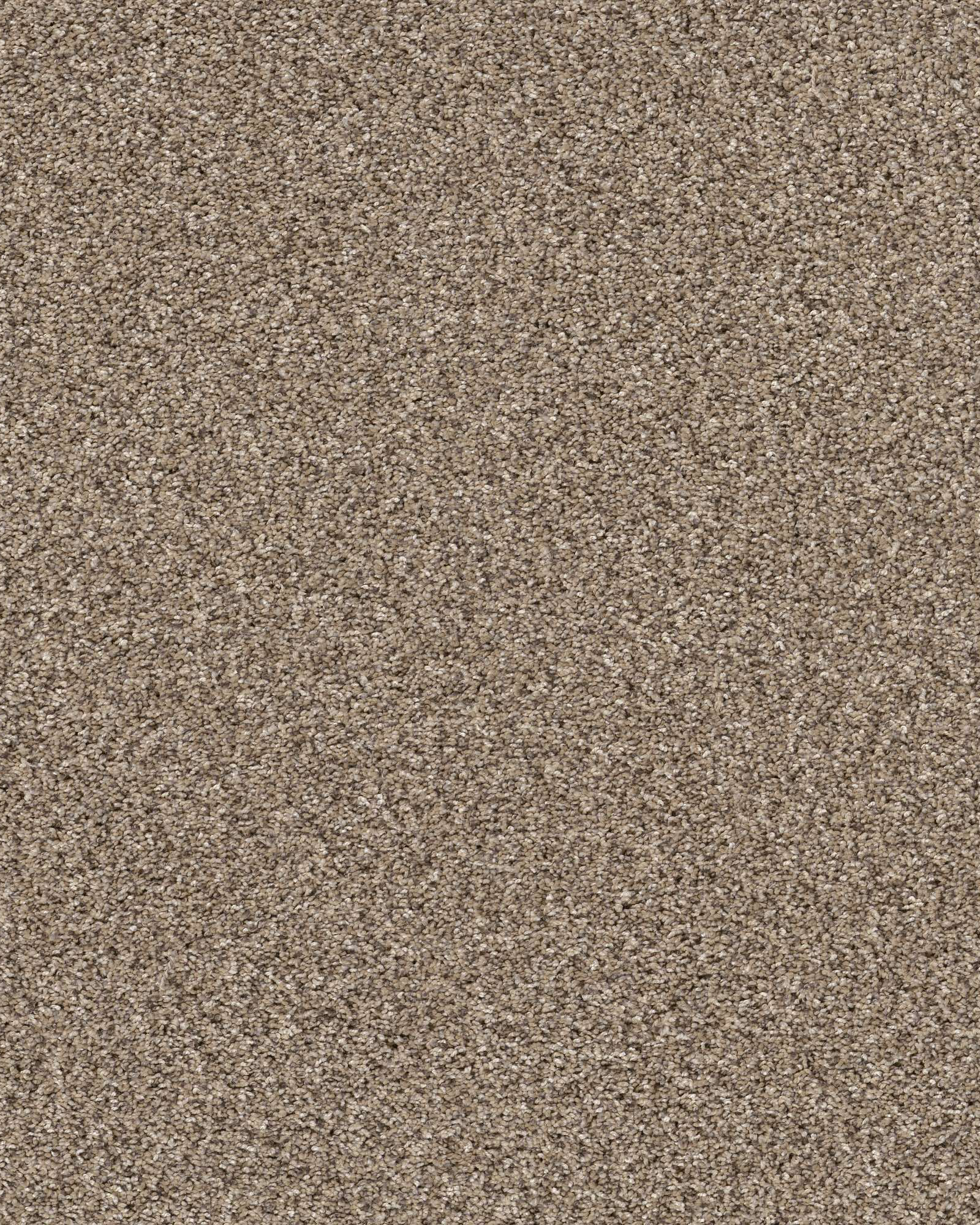 Shaw Confidence III Textured Pet Friendly Carpet Exchange shaw-confidence-iii-textured-pet-friendly-carpet-exchange