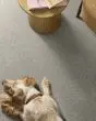 Home Within Patterned Pet Friendly 40oz Carpet