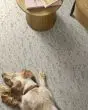 Calm Expression Patterned Pet Friendly 40oz Carpet