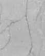 Calacatta Versailles Quartz Countertop