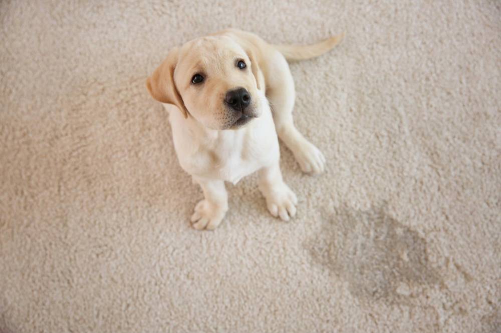 Pet Stains from Carpet