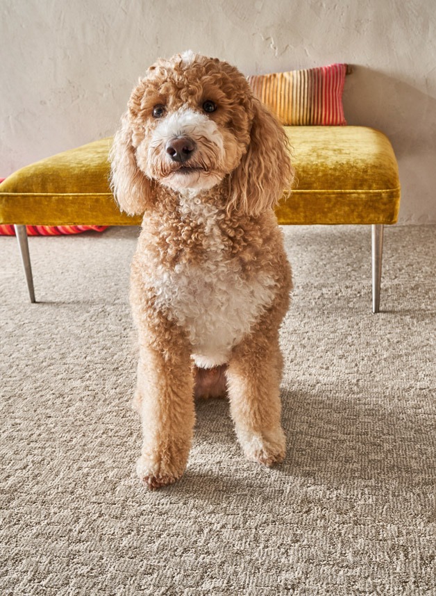 Dog Family Room Carpet