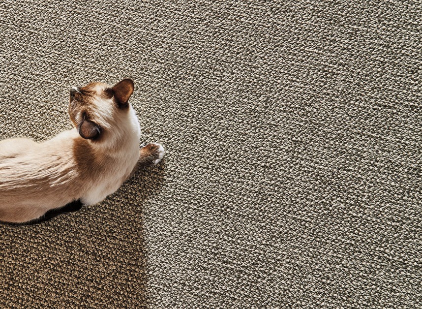 Cat Living Room Pet Carpet