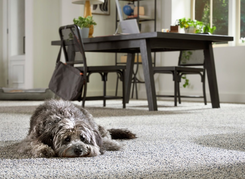 Living Room Pet Carpet
