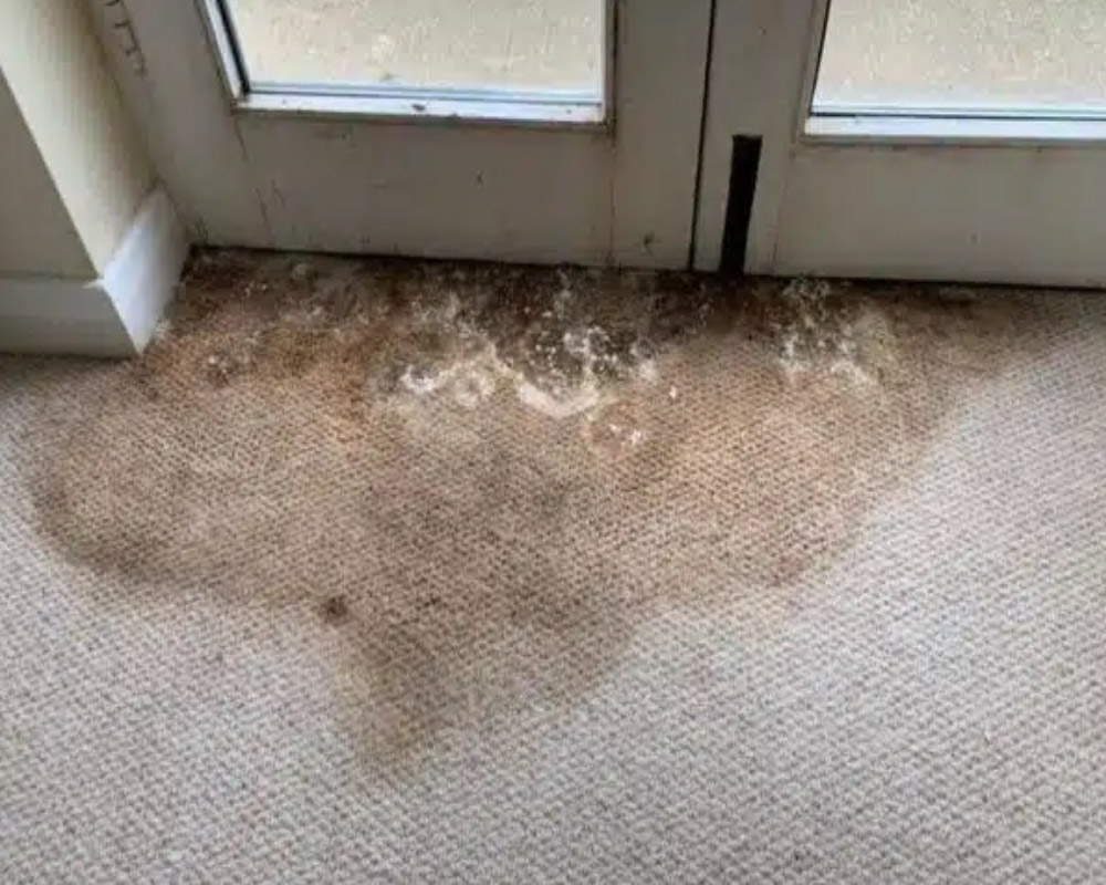 When to replace carpet