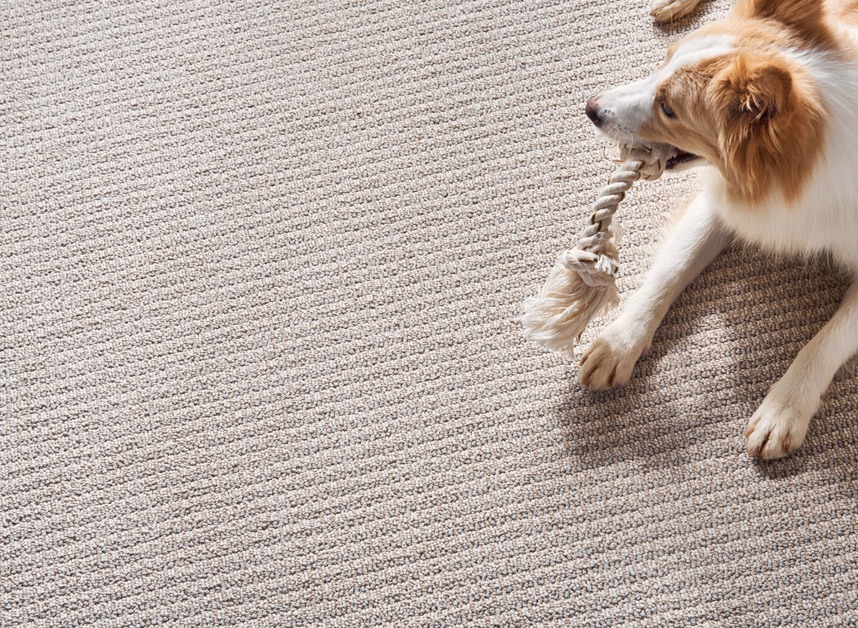 Family Room Pet Carpet