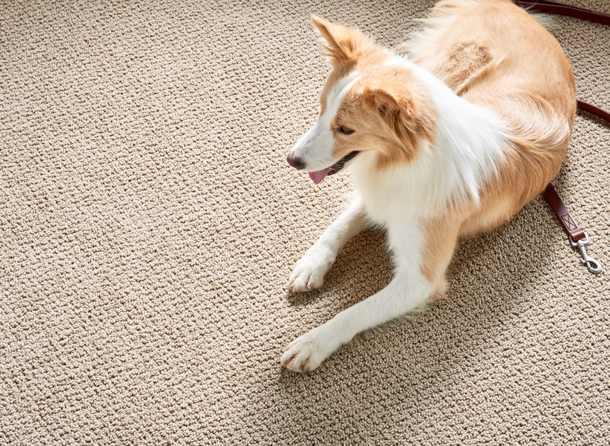 Family Room Pet Carpet