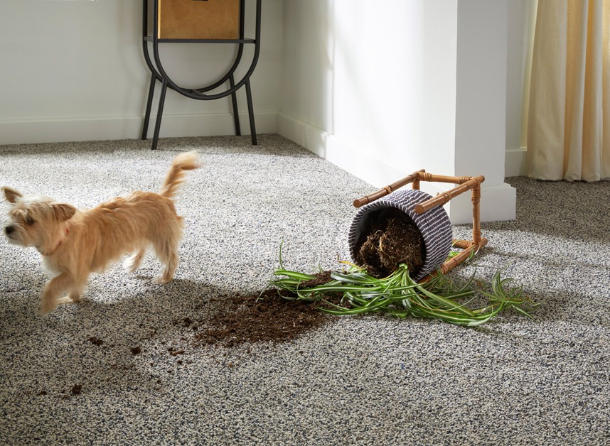 Pet Stain Proection Carpet